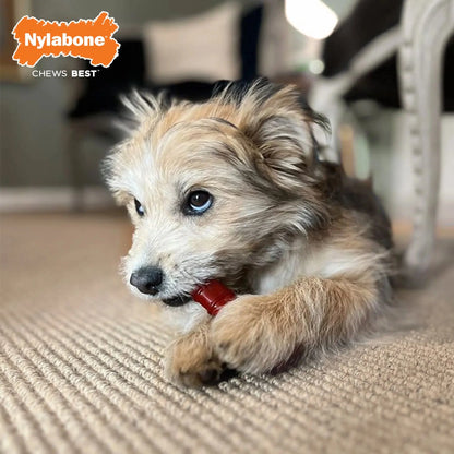 Power Chew Basted Blast Dual Flavored Dog Chew Toys X-Small/Petite - up to 15 Ibs. (2 Count)